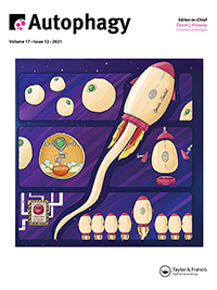 Autophagy